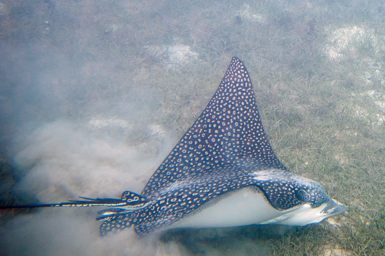 Indische adelaarsrog (Aetobatus ocellatus)