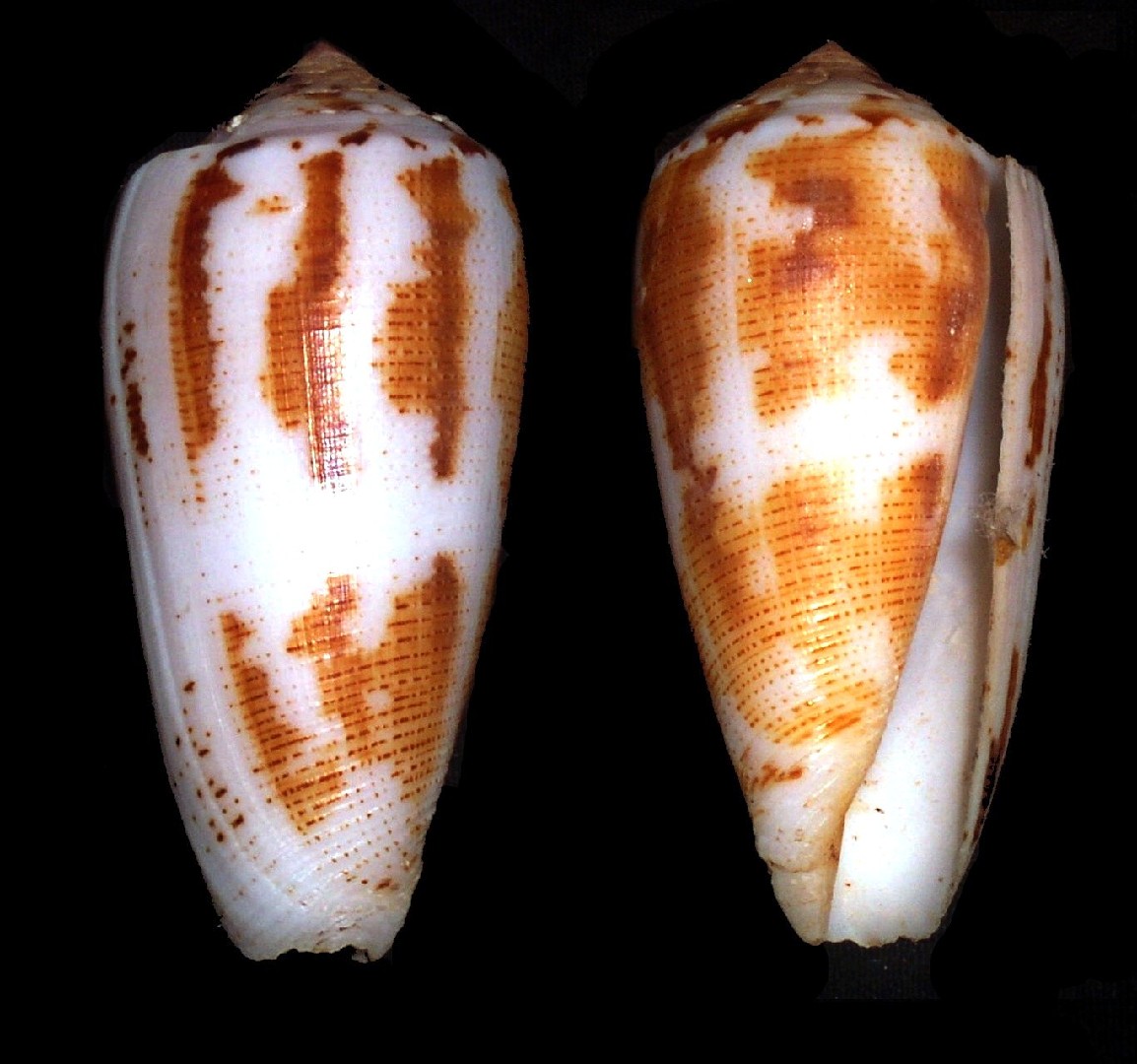 Conus magus (Conus magus)