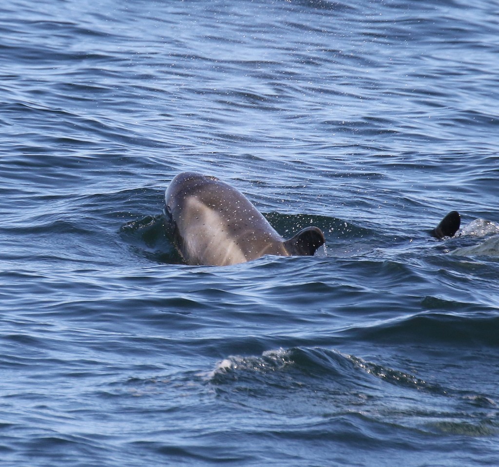 큰코돌고래 (Grampus griseus)