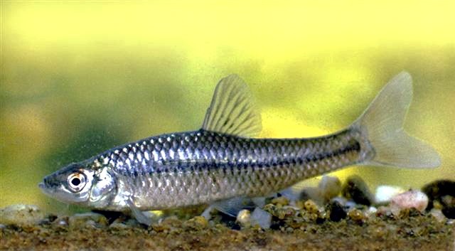 Pseudorasbora parva (Pseudorasbora parva)