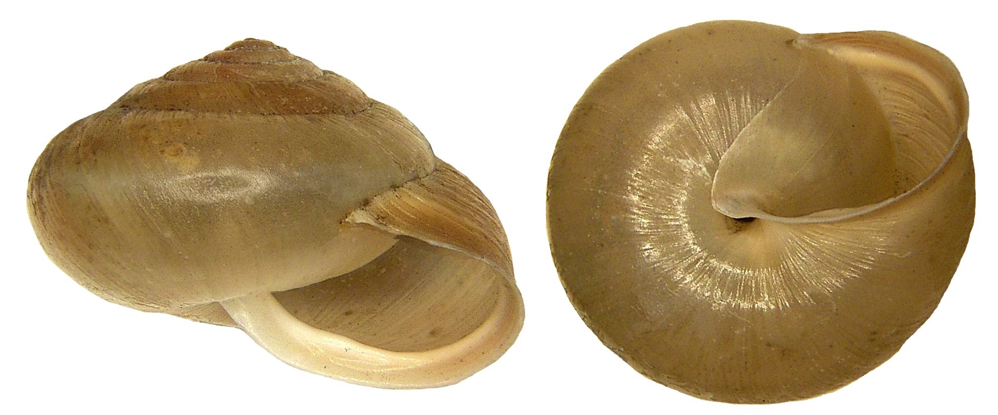 Monachoides (Monachoides)