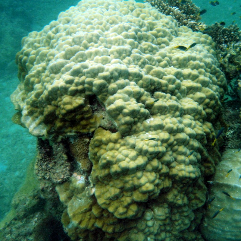 Corales de dedos (Porites)