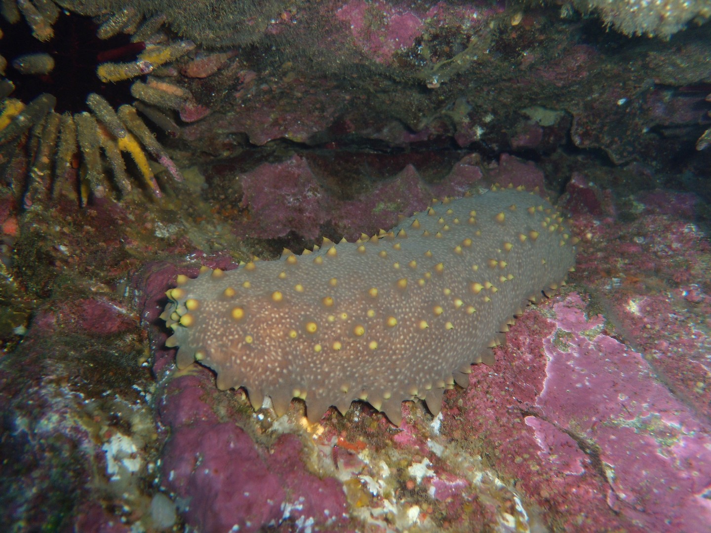 Brown sea cucumber (Isostichopus fuscus)