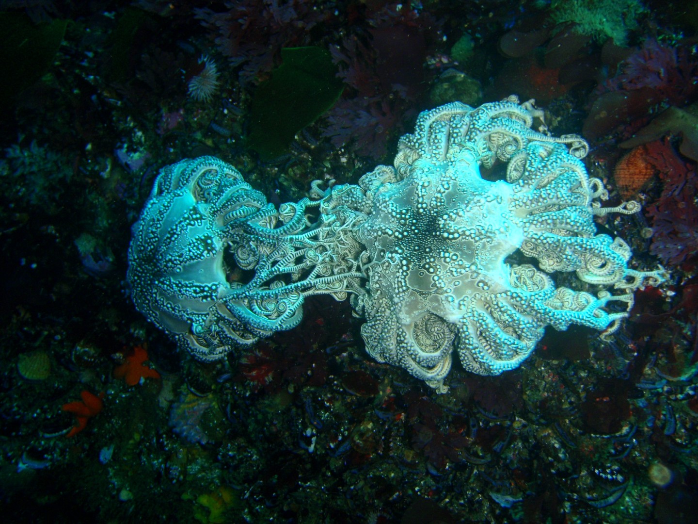 Basket star (Astrocladus euryale)