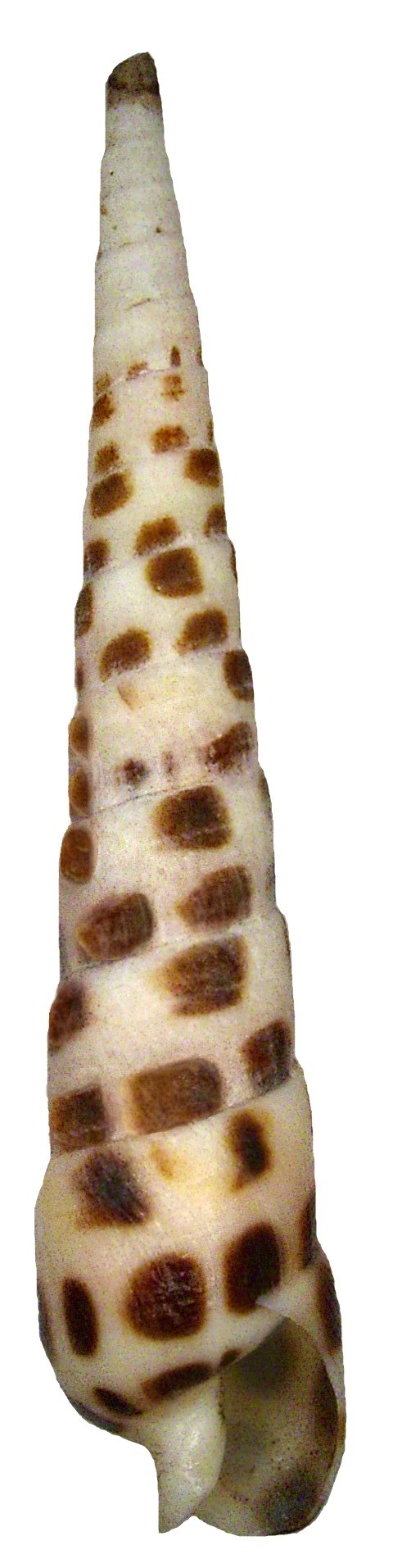 Chocolate spotted auger (Terebra subulata)