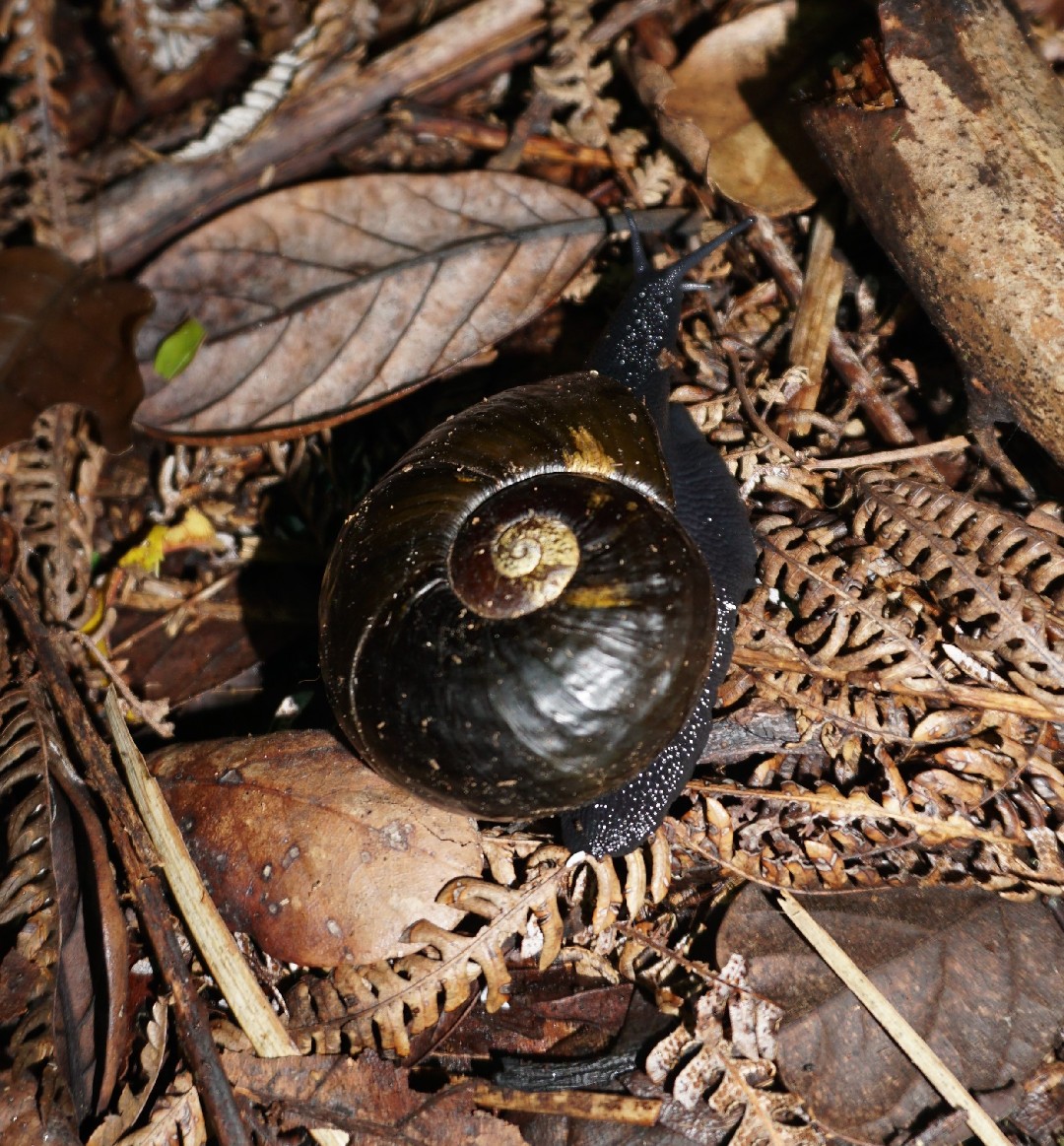 Kauri snails (Paryphanta)