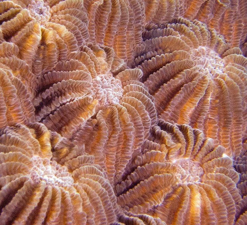 Diploastrea brain coral (Diploastrea heliopora)