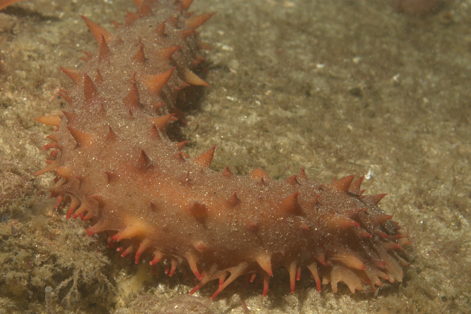 California sea cucumber (Apostichopus californicus)