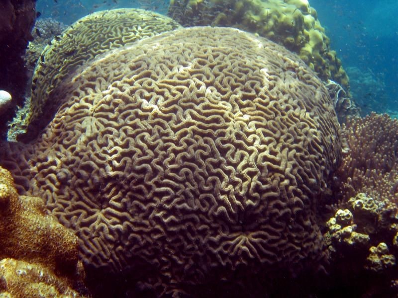 Coral cerebro de valles amplios (Colpophyllia natans)