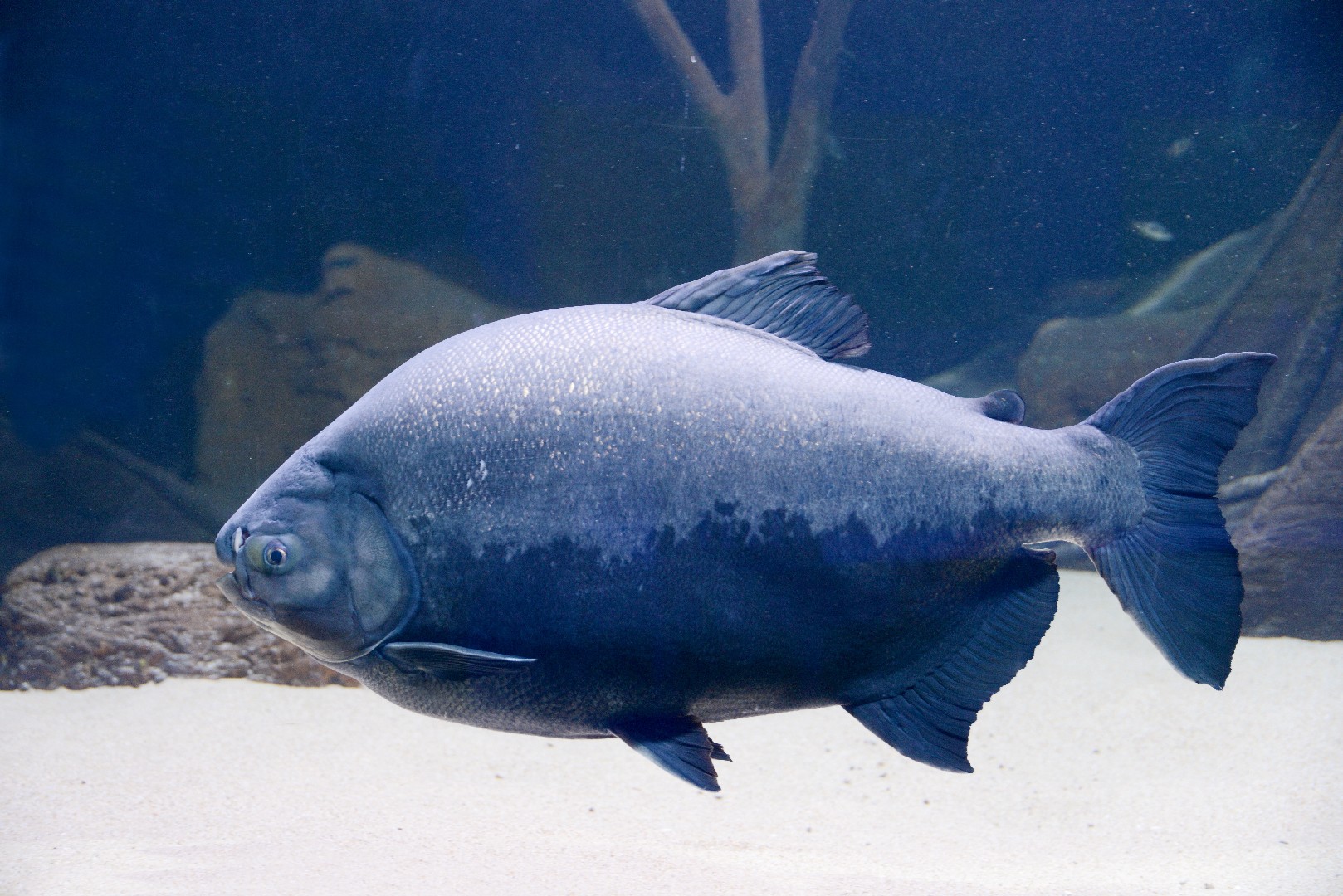 Schwarzer pacu (Colossoma macropomum)