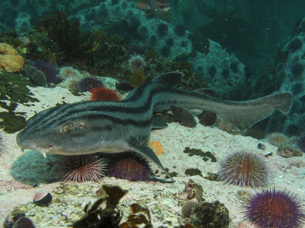 Roussette rubanée (Poroderma africanum)