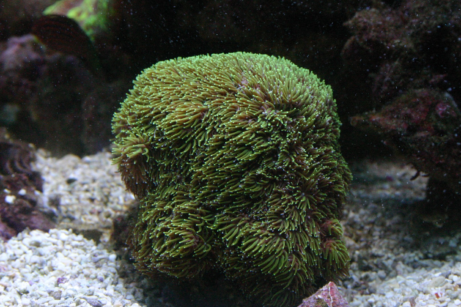 Octopus coral (Galaxea fascicularis)