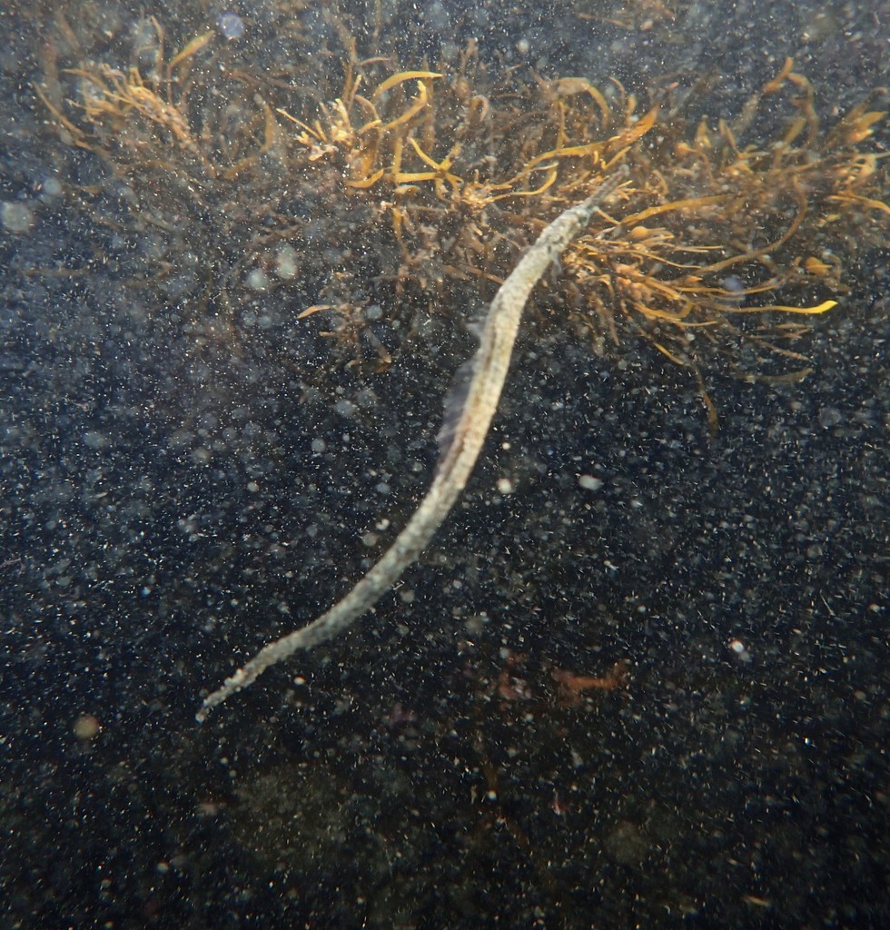 Wide-bodied pipefish (Stigmatopora nigra)