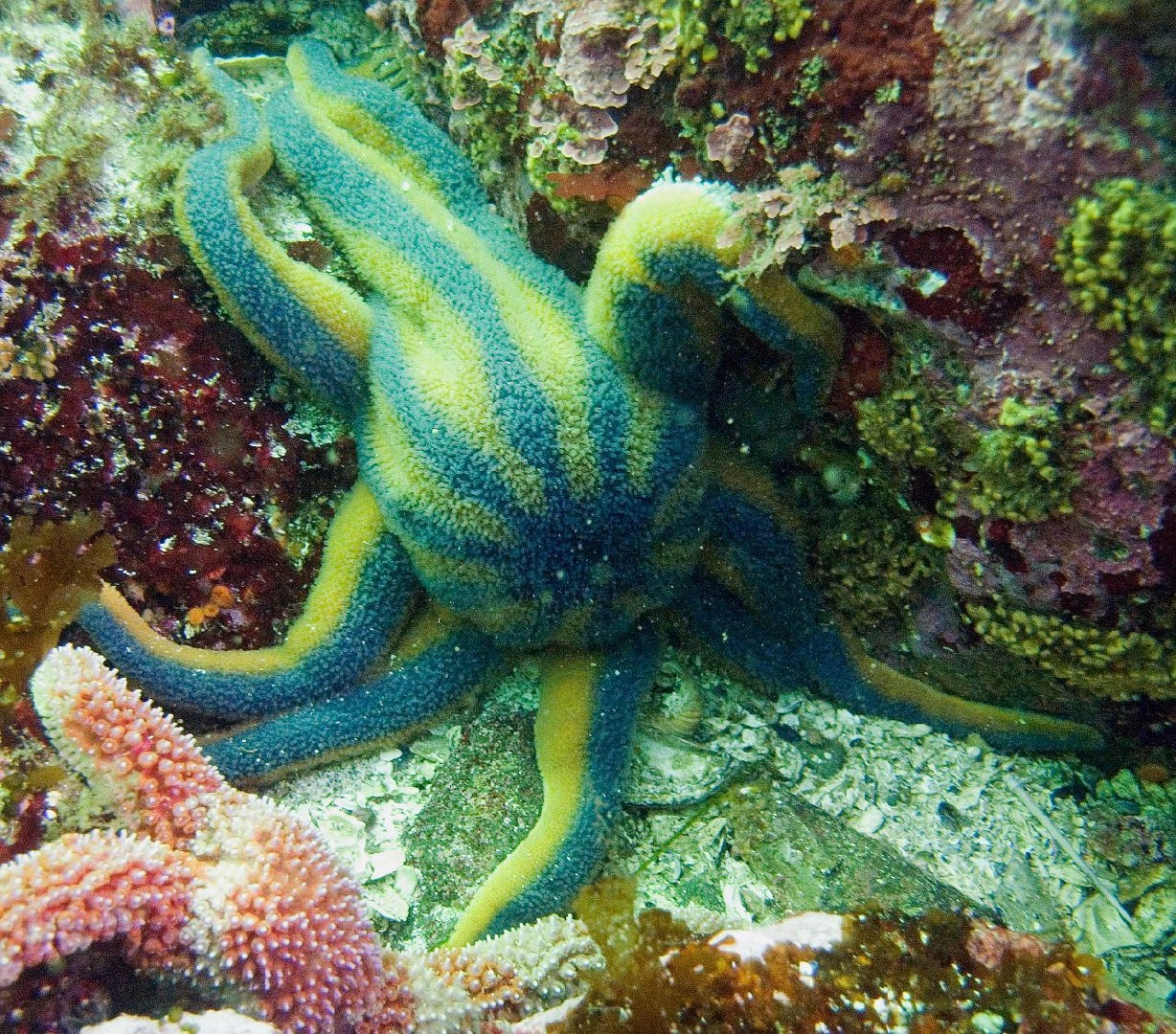 Stimpson's sun star (Solaster stimpsoni)