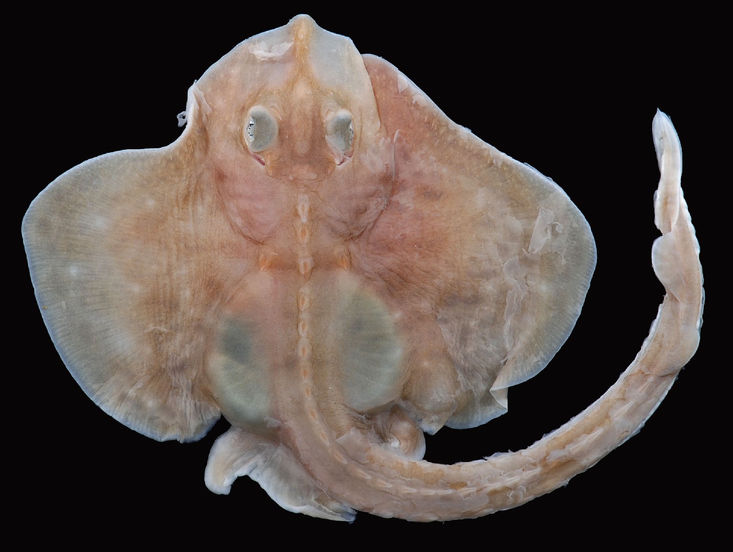 Clearnose skate (Raja eglanteria)