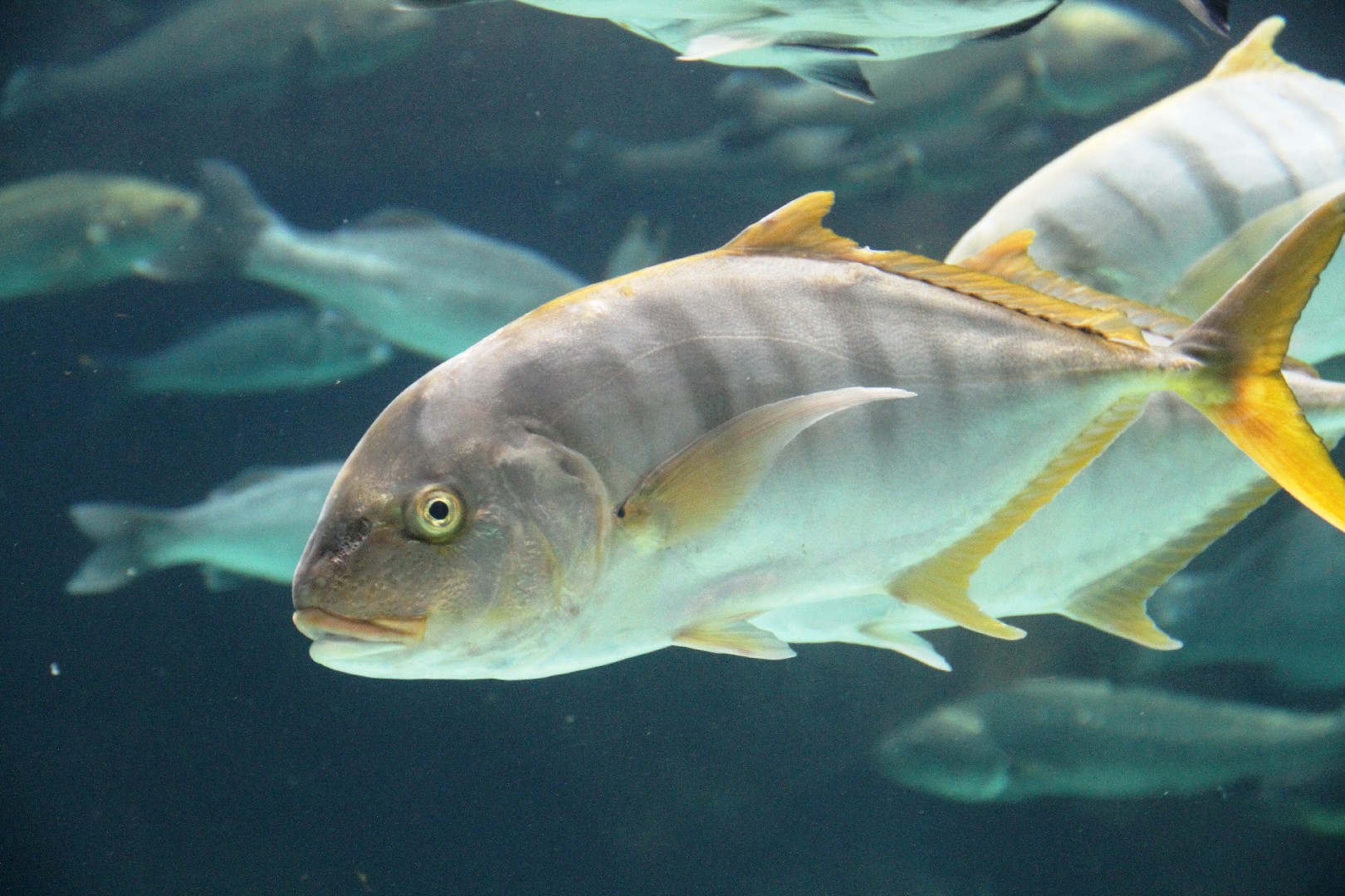 Xaréu dourado (Gnathanodon speciosus)