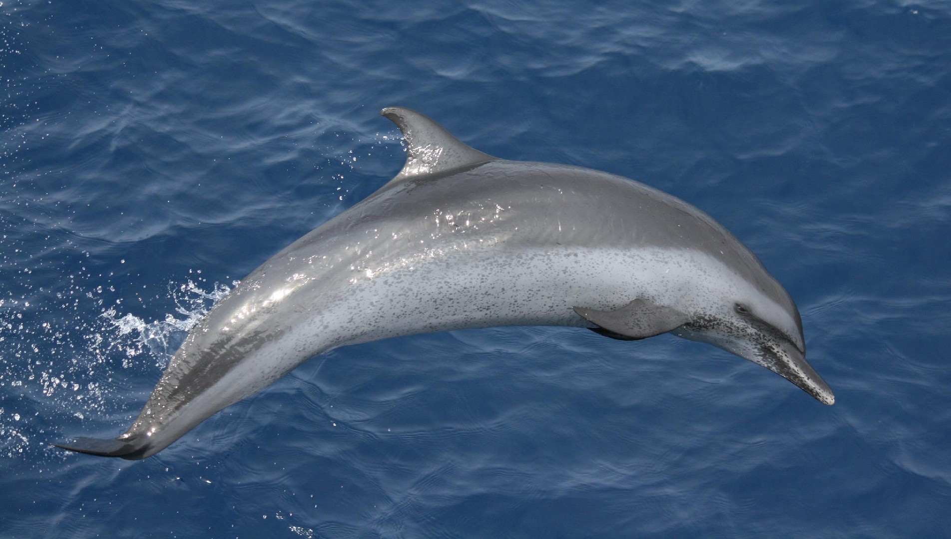 Schlankdelfin (Stenella attenuata)