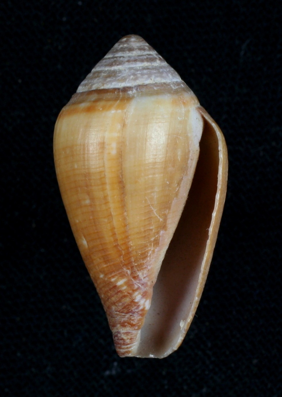 Californiconus (Californiconus)