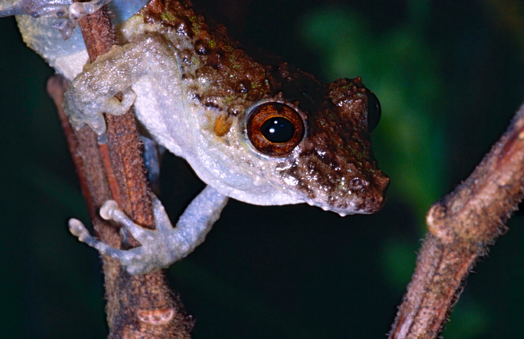 Snouted treefrogs (Scinax)