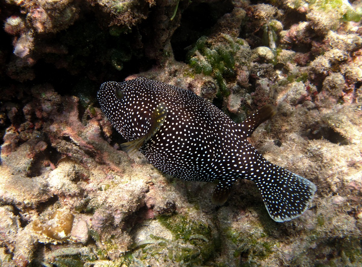 Compère pintade (Arothron meleagris)