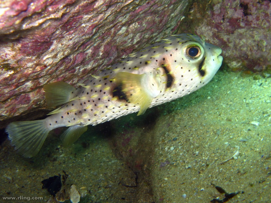 Three-bar porcupinefish (Dicotylichthys punctulatus)