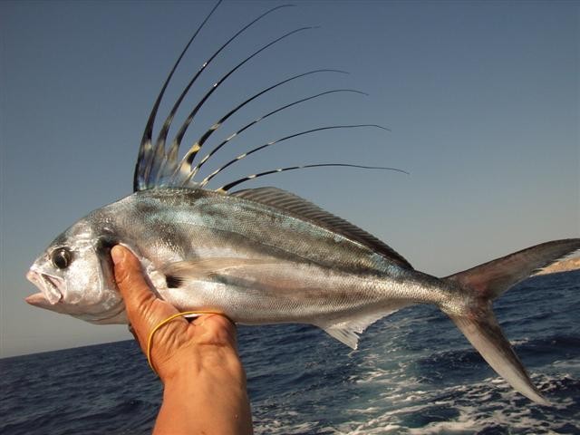 Roosterfish (Nematistius)