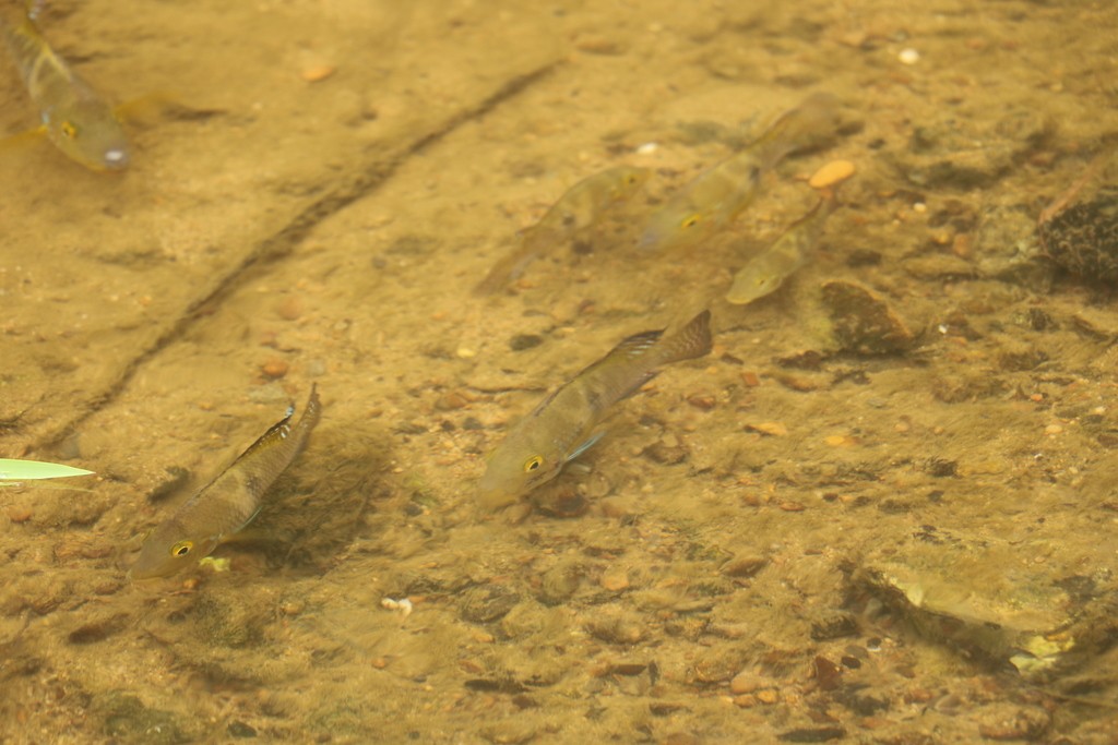 Geophagus (Geophagus)