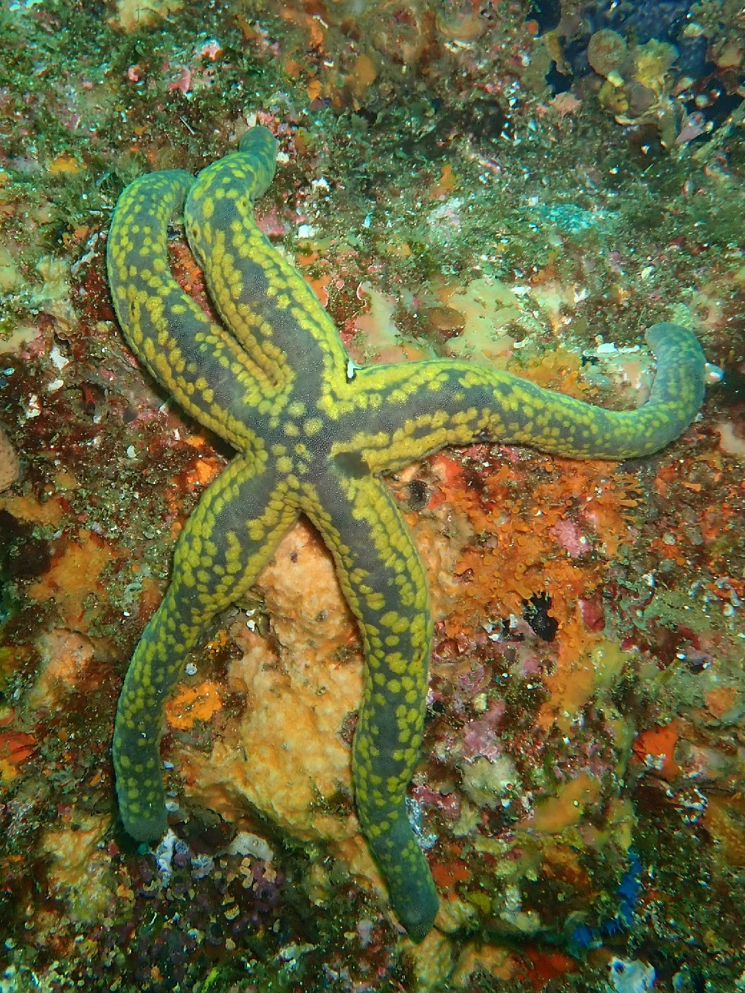 Pyramid sea star (Pharia pyramidata)