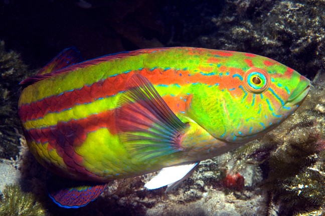 Papageien-lippfisch (Pictilabrus laticlavius)