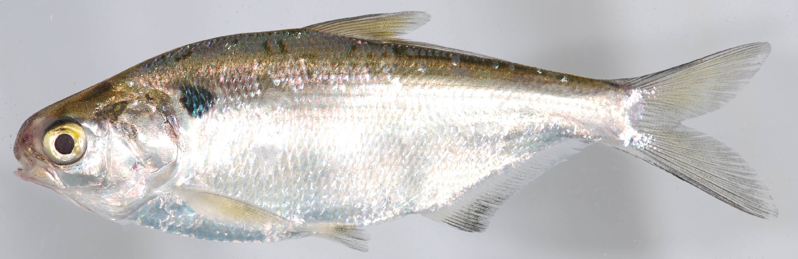 Sardina molleja (Dorosoma cepedianum)