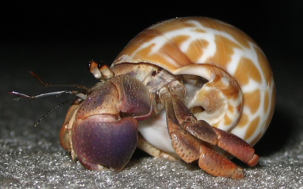 Caribbean hermit crab (Coenobita clypeatus)