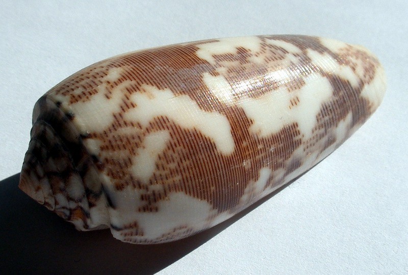 Streifen-kegelschnecke (Conus striatus)