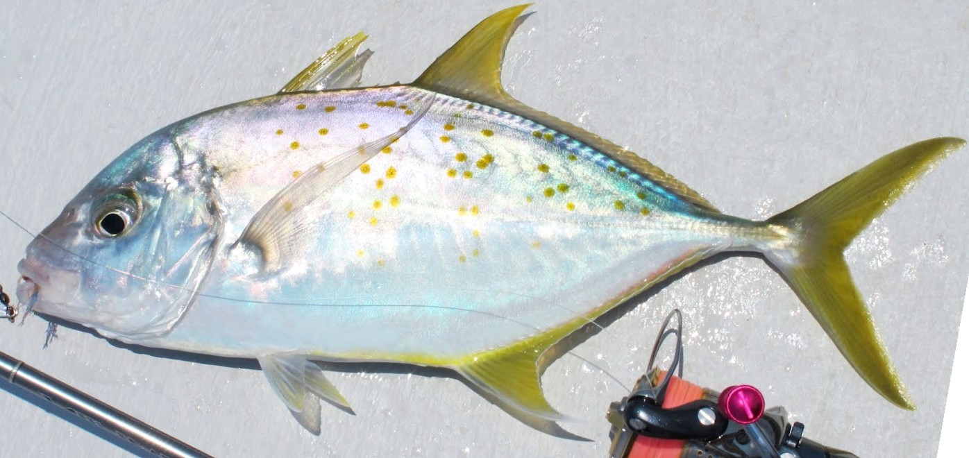 شيماني (Carangoides)