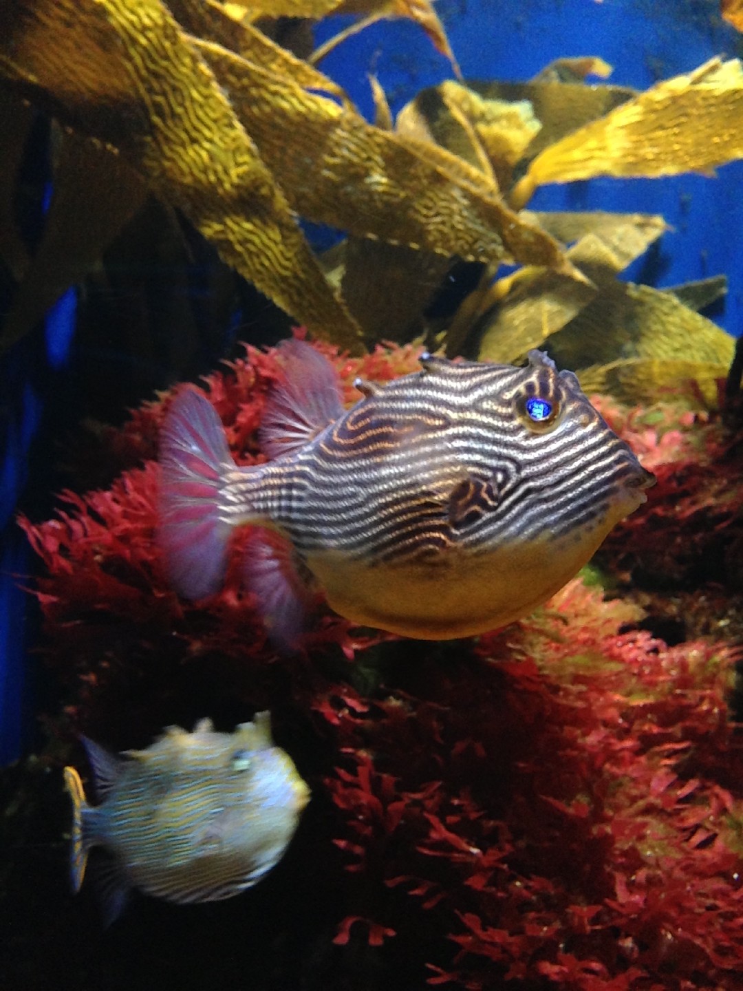 Ornate cowfish (Aracana ornata)