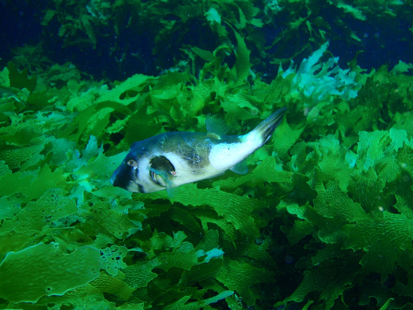 Ringed toadfish (Omegophora armilla)