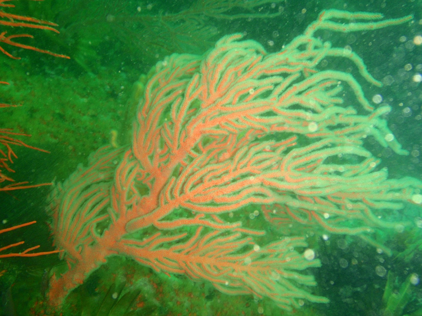 Leptogorgia palma (Leptogorgia palma)