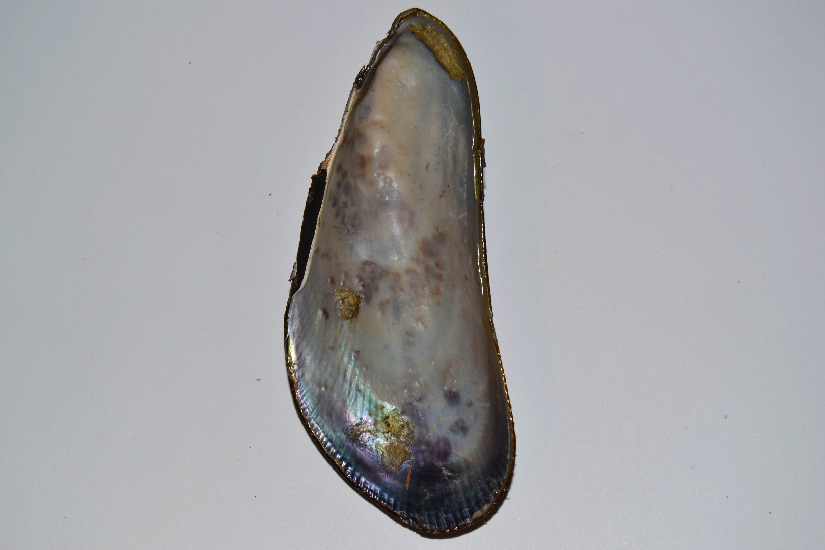 Ribbed mussel (Geukensia demissa)