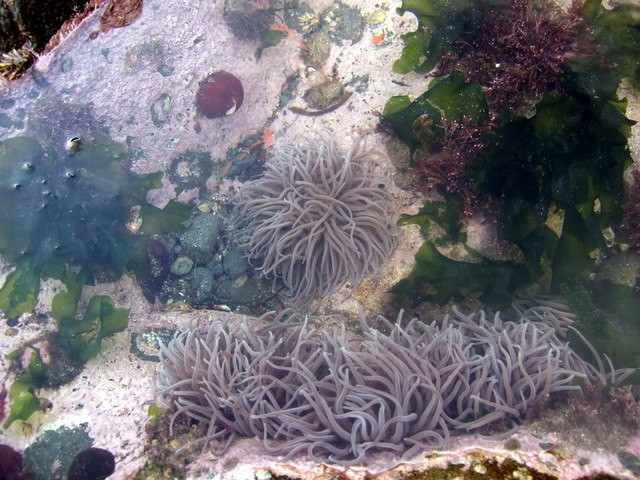 Mediterranean snakelocks sea anemone (Anemonia sulcata)