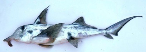 Australian ghostshark (Callorhinchus milii)