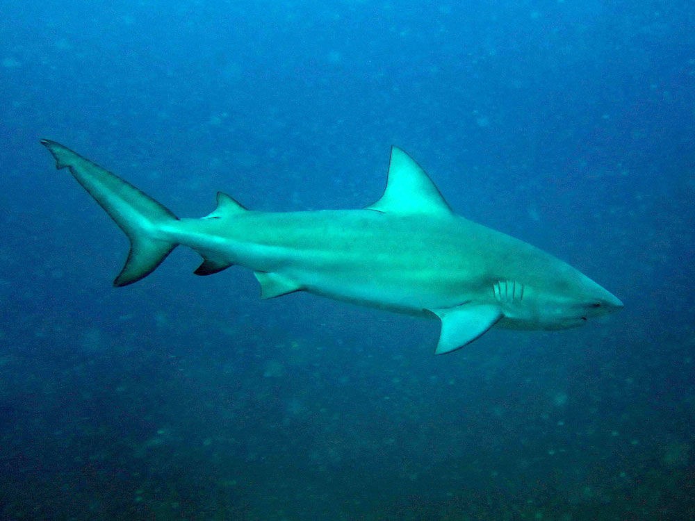 Тупорылая акула (Carcharhinus leucas) - Picture Fish