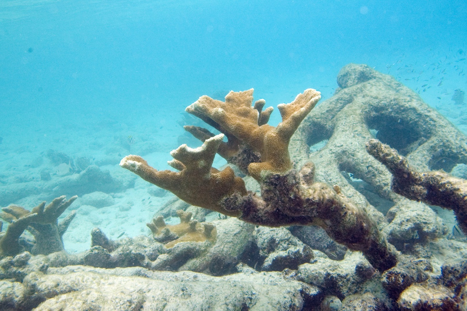 Corail corne d’élan (Acropora palmata)