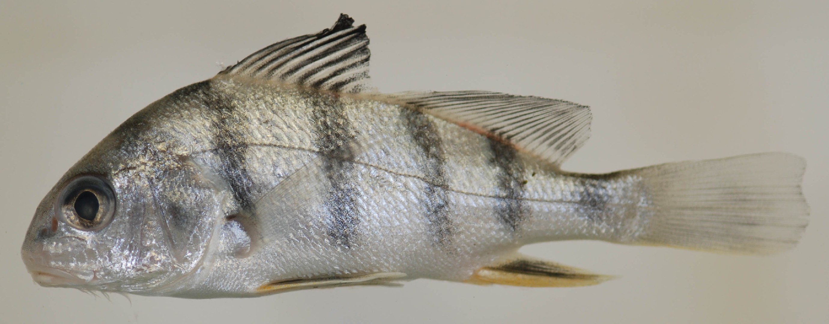 سمكة الطبل الأسود (Pogonias cromis)