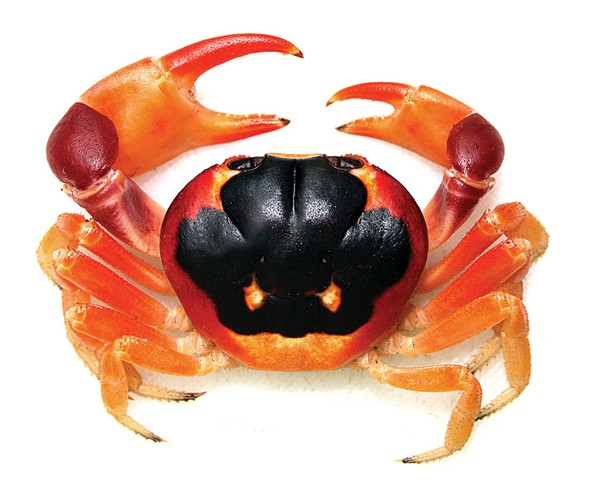 Cangrejo terrestre (Gecarcinus lateralis)