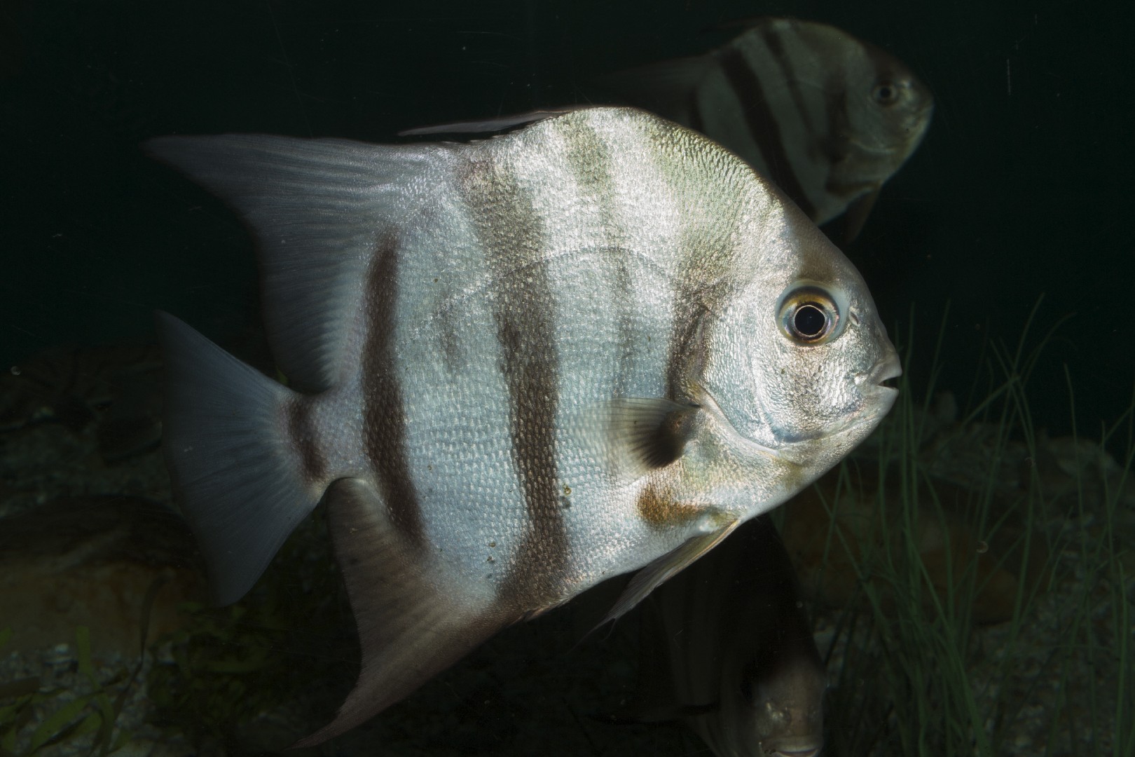 シロガネツバメウオ属 (Chaetodipterus)