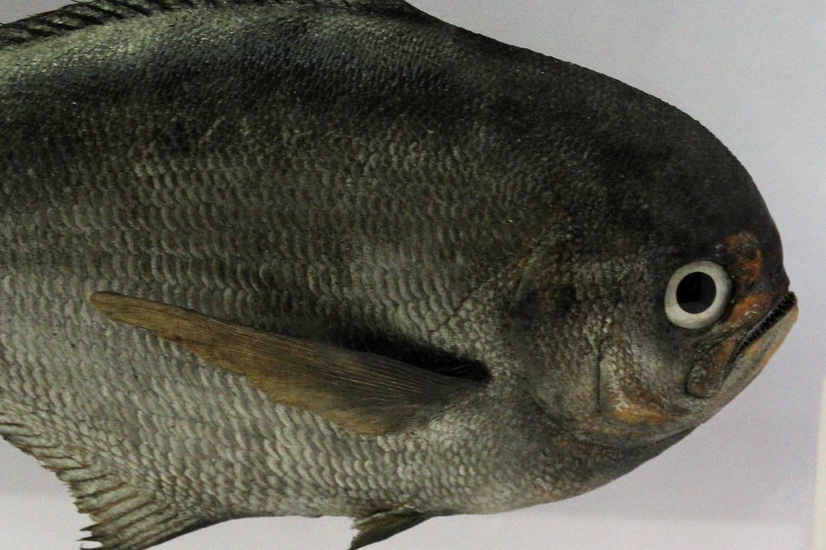 Palometa negra (Brama brama)