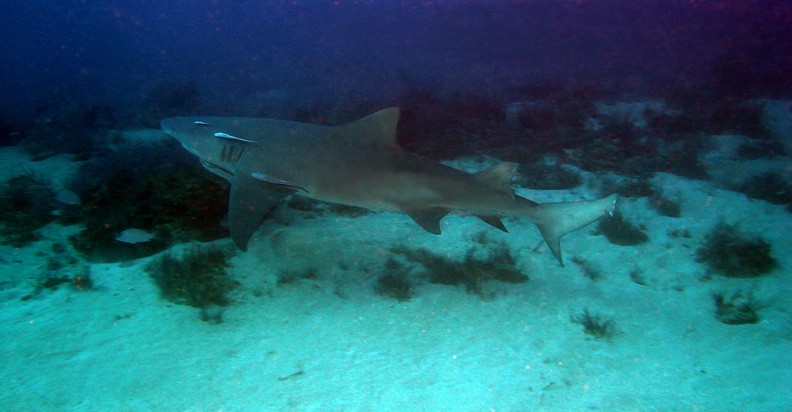 ニシレモンザメ（西檸檬鮫） (Negaprion brevirostris)