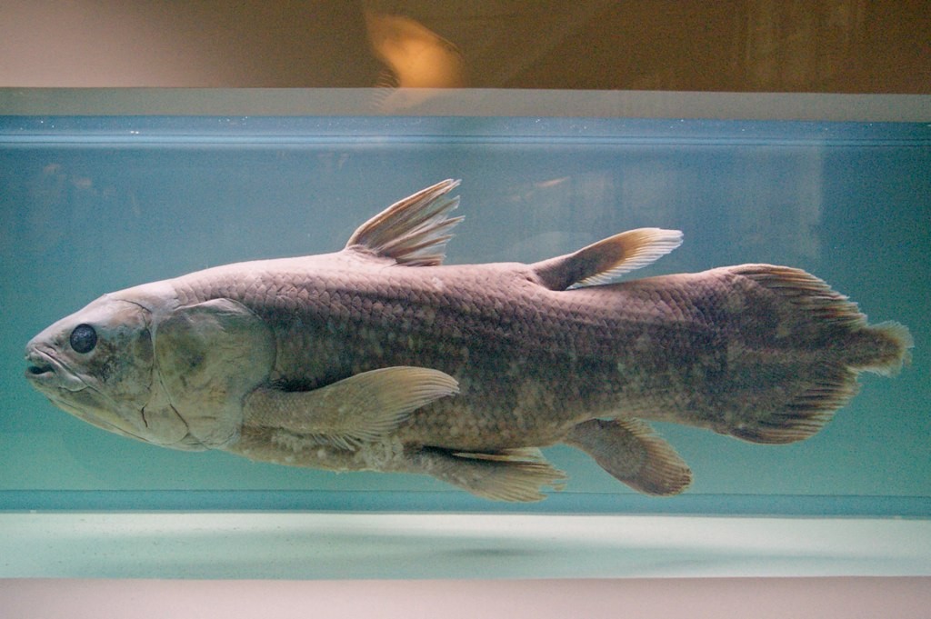 Coelacanth (Latimeria chalumnae)