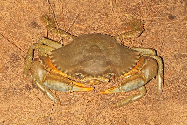 Mud crab (Scylla serrata)