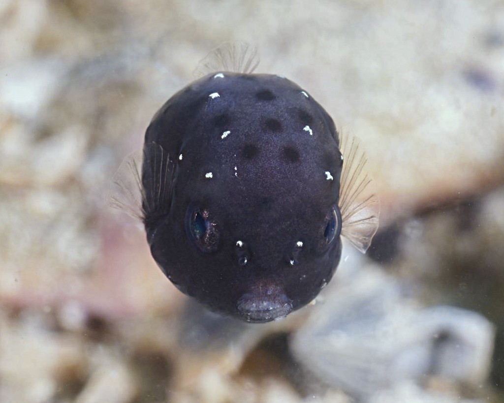 Smooth boxfishes (Anoplocapros)