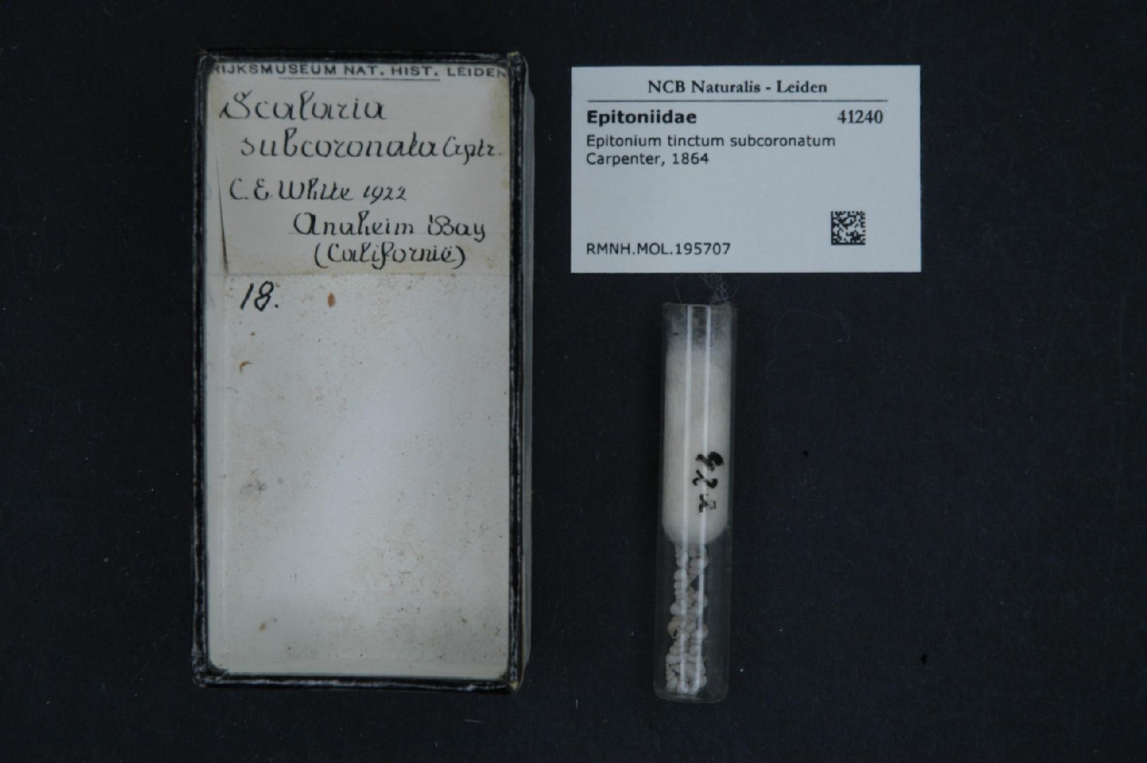 Epitonium tinctum (Epitonium tinctum)